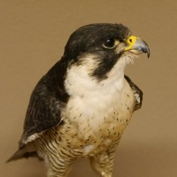 Wanderfalke Präparat männlich auf Standpodest mit Genehmigung zum Verkauf