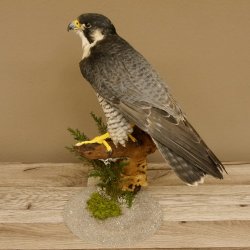Wanderfalke Präparat männlich auf Standpodest mit Genehmigung zum Verkauf