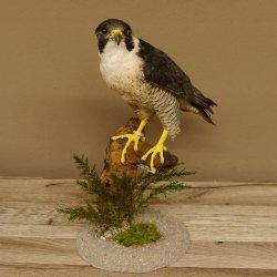 Wanderfalke Präparat männlich auf Standpodest mit Genehmigung zum Verkauf