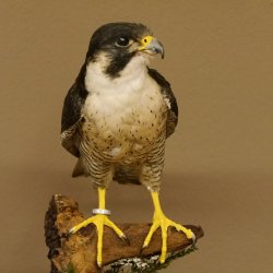 Wanderfalke Präparat männlich auf Standpodest mit Genehmigung zum Verkauf