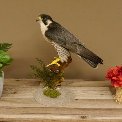 Wanderfalke Präparat männlich auf Standpodest mit Genehmigung zum Verkauf