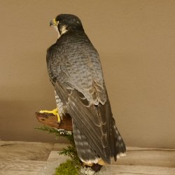 Wanderfalke Präparat männlich auf Standpodest mit Genehmigung zum Verkauf