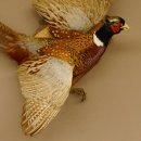 Jagdfasan Fasan Ganzpräparat Vogel Präparat Trophäe Birkeschild mit Herkunftsnachweis