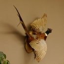 Jagdfasan Fasan Ganzpräparat Vogel Präparat Trophäe Birkeschild mit Herkunftsnachweis