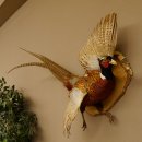 Jagdfasan Fasan Ganzpräparat Vogel Präparat Trophäe Birkeschild mit Herkunftsnachweis