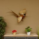 Jagdfasan Fasan Ganzpräparat Vogel Präparat Trophäe Birkeschild mit Herkunftsnachweis