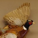Jagdfasan Fasan Ganzpräparat Vogel Präparat Trophäe Birkeschild mit Herkunftsnachweis