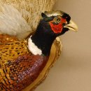 Jagdfasan Fasan Ganzpräparat Vogel Präparat Trophäe Birkeschild mit Herkunftsnachweis