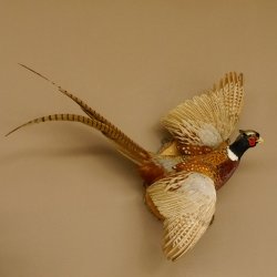 Jagdfasan Fasan Ganzpräparat Vogel Präparat Trophäe Birkeschild mit Herkunftsnachweis