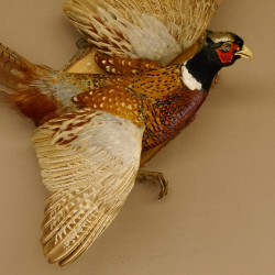 Jagdfasan Fasan Ganzpräparat Vogel Präparat Trophäe Birkeschild mit Herkunftsnachweis