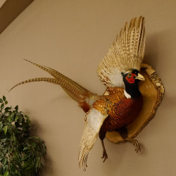 Jagdfasan Fasan Ganzpräparat Vogel Präparat Trophäe Birkeschild mit Herkunftsnachweis