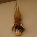 Jagdfasan Fasan Ganzpräparat Vogel Präparat Trophäe mit Herkunftsnachweis 90.5.69