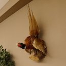 Jagdfasan Fasan Ganzpräparat Vogel Präparat Trophäe mit Herkunftsnachweis 90.5.69