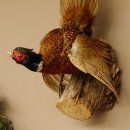 Jagdfasan Fasan Ganzpräparat Vogel Präparat Trophäe mit Herkunftsnachweis 90.5.69