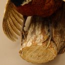 Jagdfasan Fasan Ganzpräparat Vogel Präparat Trophäe mit Herkunftsnachweis 90.5.69