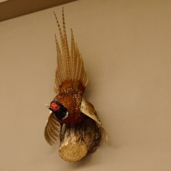 Jagdfasan Fasan Ganzpräparat Vogel Präparat Trophäe mit Herkunftsnachweis 90.5.69