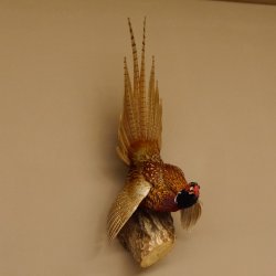 Jagdfasan Fasan Ganzpräparat Vogel Präparat Trophäe mit Herkunftsnachweis 90.5.69