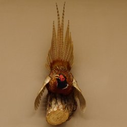 Jagdfasan Fasan Ganzpräparat Vogel Präparat Trophäe mit Herkunftsnachweis 90.5.69