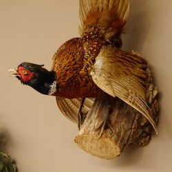 Jagdfasan Fasan Ganzpräparat Vogel Präparat Trophäe mit Herkunftsnachweis 90.5.69