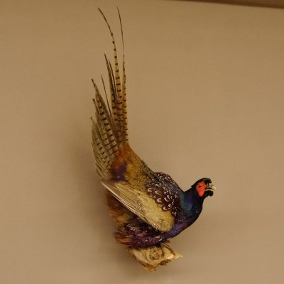 Jagdfasan Fasan Ganzpräparat Vogel Präparat Trophäe mit Herkunftsnachweis 90.5.70