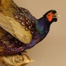 Jagdfasan Fasan Ganzpräparat Vogel Präparat Trophäe mit Herkunftsnachweis 90.5.70