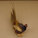 Jagdfasan Fasan Ganzpräparat Vogel Präparat Trophäe mit Herkunftsnachweis 90.5.70