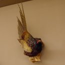 Jagdfasan Fasan Ganzpräparat Vogel Präparat Trophäe mit Herkunftsnachweis 90.5.70
