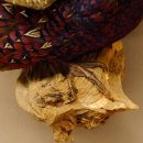 Jagdfasan Fasan Ganzpräparat Vogel Präparat Trophäe mit Herkunftsnachweis 90.5.70