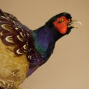 Jagdfasan Fasan Ganzpräparat Vogel Präparat Trophäe mit Herkunftsnachweis 90.5.70