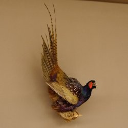 Jagdfasan Fasan Ganzpräparat Vogel Präparat Trophäe mit Herkunftsnachweis 90.5.70