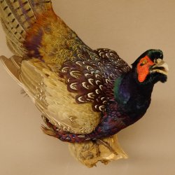 Jagdfasan Fasan Ganzpräparat Vogel Präparat Trophäe mit Herkunftsnachweis 90.5.70