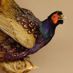 Jagdfasan Fasan Ganzpräparat Vogel Präparat Trophäe mit Herkunftsnachweis 90.5.70