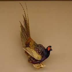 Jagdfasan Fasan Ganzpräparat Vogel Präparat Trophäe mit Herkunftsnachweis 90.5.70