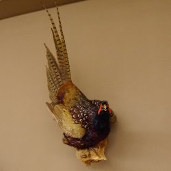 Jagdfasan Fasan Ganzpräparat Vogel Präparat Trophäe mit Herkunftsnachweis 90.5.70