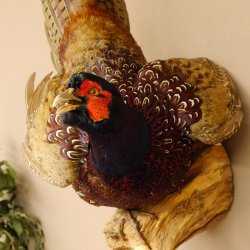 Jagdfasan Fasan Ganzpräparat Vogel Präparat Trophäe mit Herkunftsnachweis 90.5.70