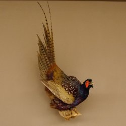 Jagdfasan Fasan Ganzpräparat Vogel Präparat Trophäe mit Herkunftsnachweis 90.5.70