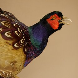Jagdfasan Fasan Ganzpräparat Vogel Präparat Trophäe mit Herkunftsnachweis 90.5.70