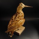 Waldschnepfe Vogel Präparat präpariert Tierpräparat mit Genehmigung zur Vermarktung 90.18.10
