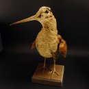 Waldschnepfe Vogel Präparat präpariert Tierpräparat mit Genehmigung zur Vermarktung 90.18.10