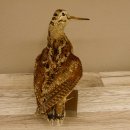 Waldschnepfe Vogel Präparat präpariert Tierpräparat mit Genehmigung zur Vermarktung 90.18.10