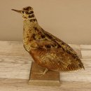 Waldschnepfe Vogel Präparat präpariert Tierpräparat mit Genehmigung zur Vermarktung 90.18.10