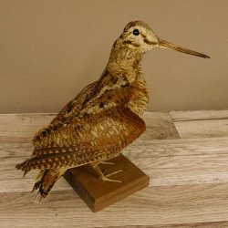 Waldschnepfe Vogel Präparat präpariert Tierpräparat mit Genehmigung zur Vermarktung 90.18.10