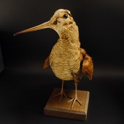 Waldschnepfe Vogel Präparat präpariert Tierpräparat mit Genehmigung zur Vermarktung 90.18.10