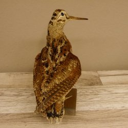 Waldschnepfe Vogel Präparat präpariert Tierpräparat mit Genehmigung zur Vermarktung 90.18.10