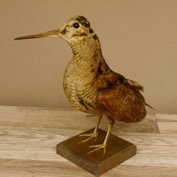 Waldschnepfe Vogel Präparat präpariert Tierpräparat mit Genehmigung zur Vermarktung 90.18.10