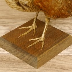Waldschnepfe Vogel Präparat präpariert Tierpräparat mit Genehmigung zur Vermarktung 90.18.10