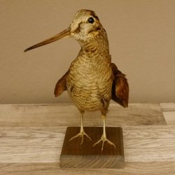 Waldschnepfe Vogel Präparat präpariert Tierpräparat mit Genehmigung zur Vermarktung 90.18.10
