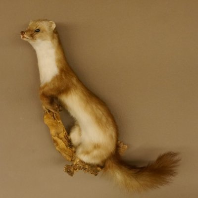 Steinmarder Marder auf Ast Präparat taxidermy Deko Tierpräparat 89.5.223