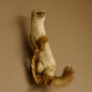 Steinmarder Marder auf Ast Präparat taxidermy Deko Tierpräparat 89.5.223