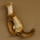 Steinmarder Marder auf Ast Präparat taxidermy Deko Tierpräparat 89.5.223